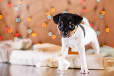 Köpek doğurmak oyuncak tilki korkunç köpek yavrusu  