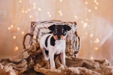 Köpek doğurmak oyuncak tilki korkunç köpek yavrusu  