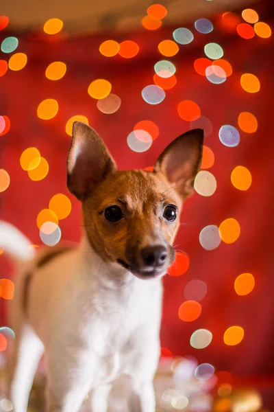 Hondenras Toy fox Terriër puppy — Stockfoto