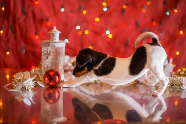 Hondenras Toy fox Terriër puppy — Stockfoto