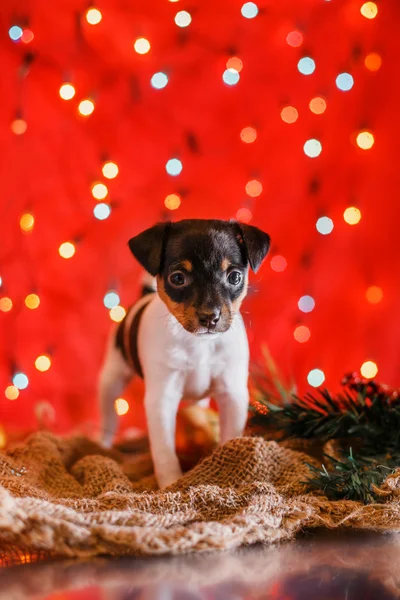 Psí plemeno Toy fox teriér štěně — Stock fotografie