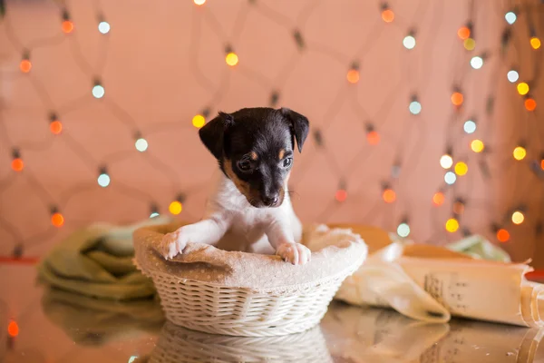 Raça cão brinquedo raposa terrier cachorro — Fotografia de Stock