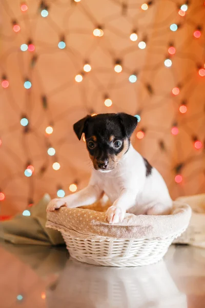 Raça cão brinquedo raposa terrier cachorro — Fotografia de Stock
