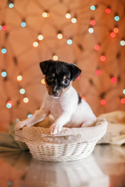 Köpek doğurmak oyuncak tilki korkunç köpek yavrusu — Stok fotoğraf