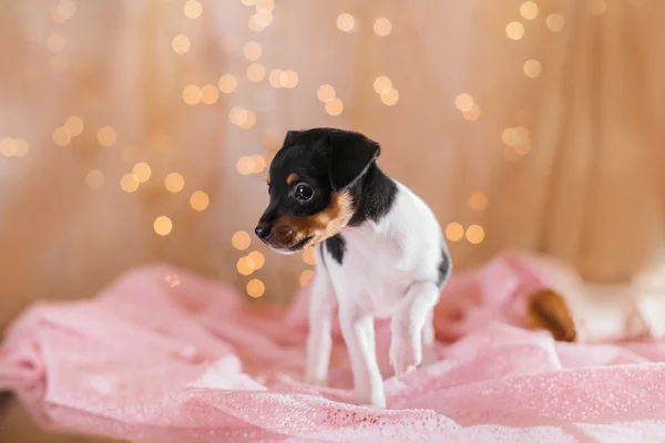 Perro raza juguete zorro terrier cachorro —  Fotos de Stock