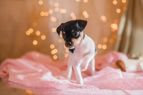 Perro raza juguete zorro terrier cachorro —  Fotos de Stock