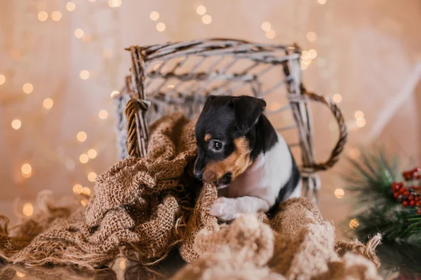 おもちゃのフォックス テリア子犬の犬種 — ストック写真