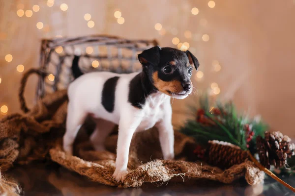 Hondenras Toy fox Terriër puppy — Stockfoto