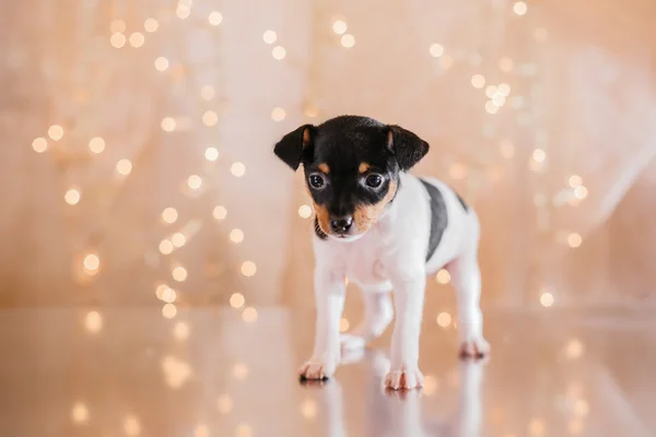 Köpek doğurmak oyuncak tilki korkunç köpek yavrusu — Stok fotoğraf