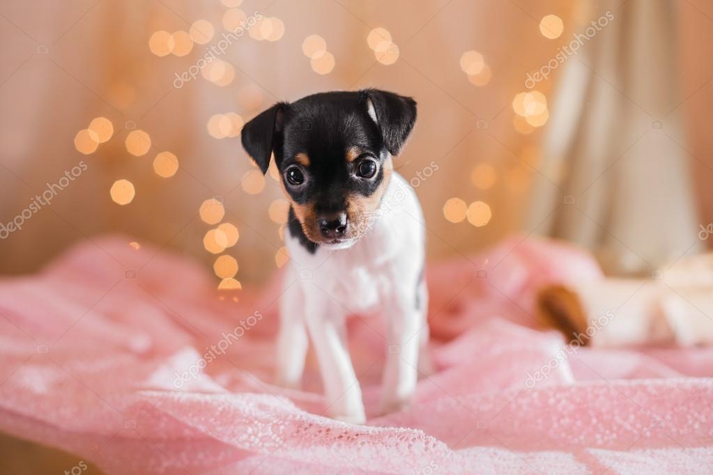 Rat Terrier Wire Haired Chihuahua Puppy Rat Cha Chihuahua Rat