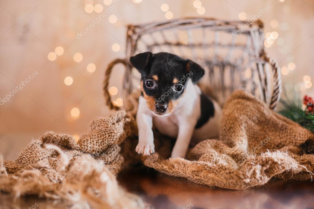 Small Toy Fox Terrier Puppy Dog Breed Toy Fox Terrier Puppy
