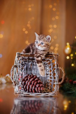İngiliz yavru kedi, Noel ve yeni yıl