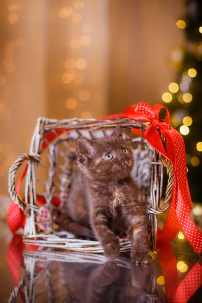 Britse kitten, Kerstmis en Nieuwjaar — Stockfoto