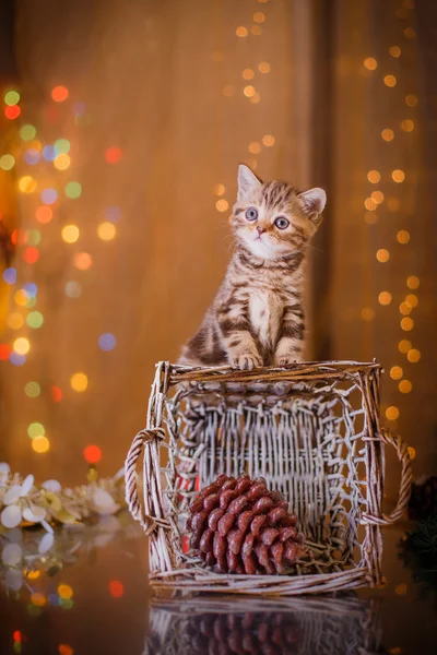 İngiliz yavru kedi, Noel ve yeni yıl — Stok fotoğraf