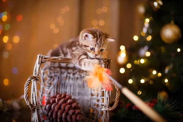 British kitten, Christmas and New Year — Stock Photo, Image