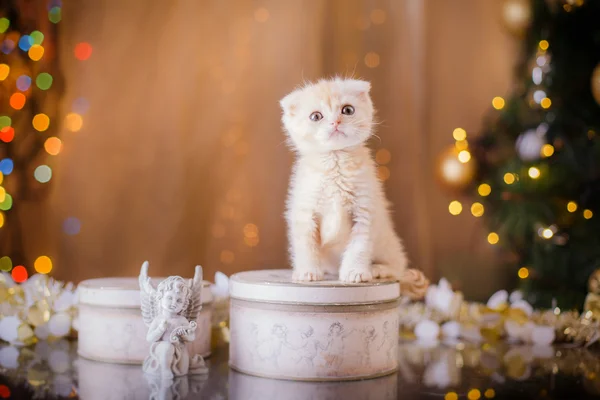 영국 고양이, 크리스마스와 새 해 — 스톡 사진