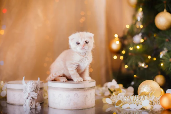 Britisches Kätzchen, Weihnachten und Neujahr — Stockfoto