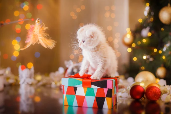 British kitten, Christmas and New Year — Stock Photo, Image