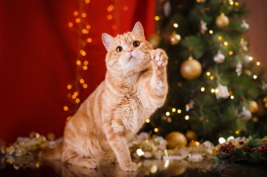 İngiliz yavru kedi, Noel ve yeni yıl