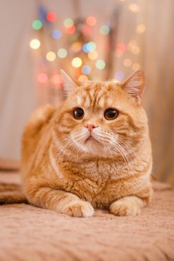 İngiliz yavru kedi, Noel ve yeni yıl