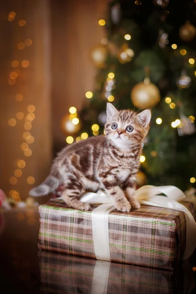 Britské koťátko, Vánoce a nový rok — Stock fotografie