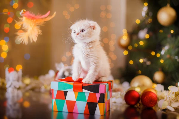 British kitten, Christmas and New Year — Stock Photo, Image