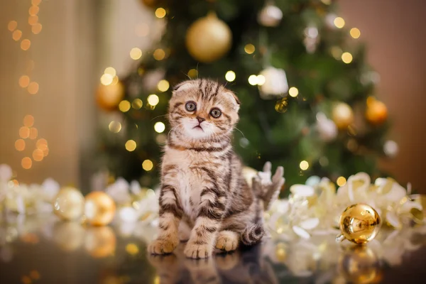 Βρετανική γατάκι, Χριστούγεννα και Πρωτοχρονιά — Φωτογραφία Αρχείου