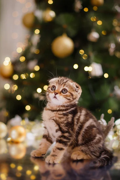 British kitten, Christmas and New Year — Stock Photo, Image