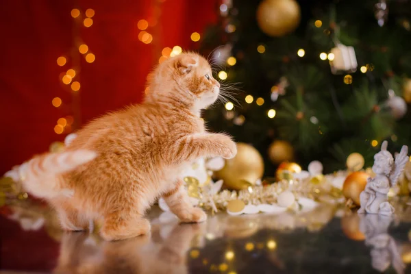 Βρετανική γατάκι, Χριστούγεννα και Πρωτοχρονιά — Φωτογραφία Αρχείου