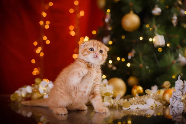 British kitten, Christmas and New Year — Stock Photo, Image