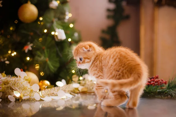 British kitten, Christmas and New Year — Stock Photo, Image