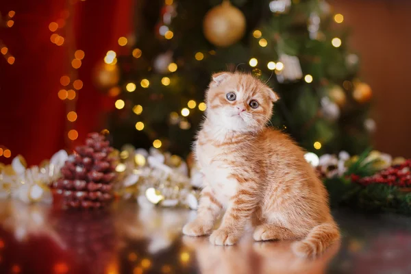 Britisches Kätzchen, Weihnachten und Neujahr — Stockfoto
