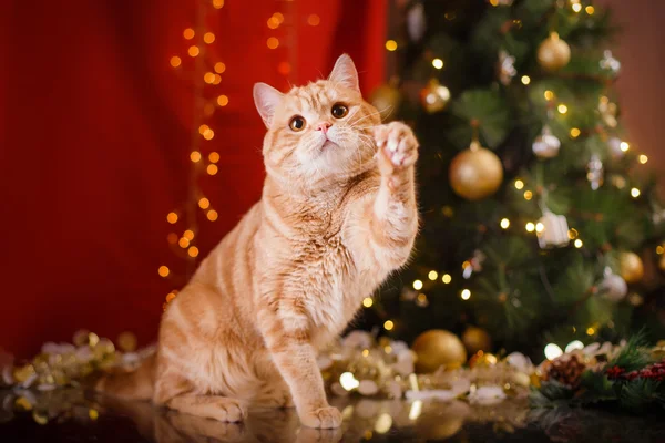 British kitten, Christmas and New Year — Stock Photo, Image