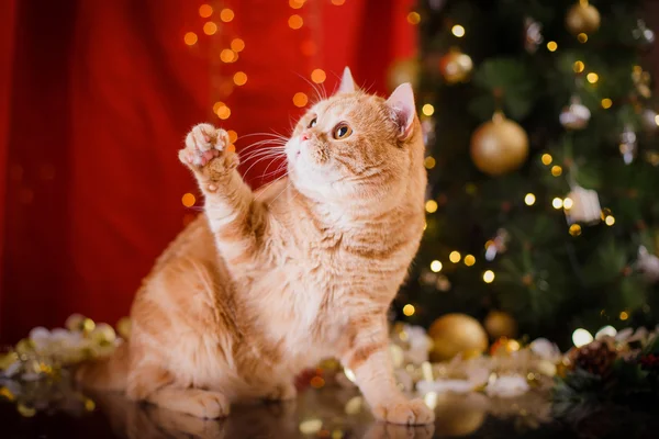 Britisches Kätzchen, Weihnachten und Neujahr — Stockfoto