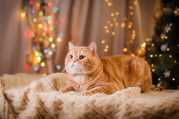 Britisches Kätzchen, Weihnachten und Neujahr — Stockfoto