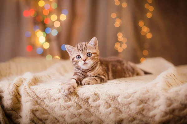 Britisches Kätzchen, Weihnachten und Neujahr — Stockfoto