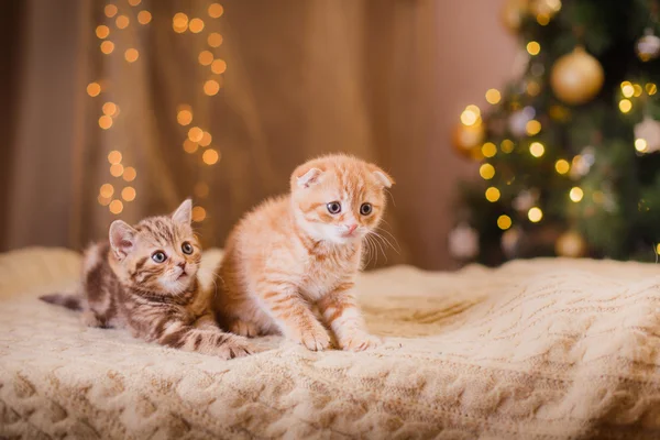 ब्रिटिश बिल्ली, क्रिसमस और नए साल — स्टॉक फ़ोटो, इमेज