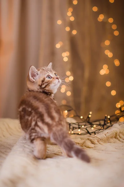 Britisches Kätzchen, Weihnachten und Neujahr — Stockfoto