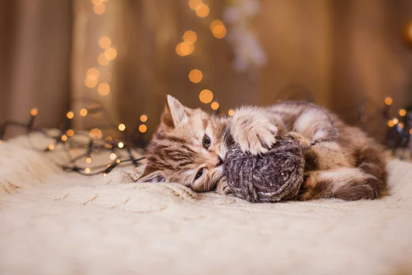 英国小猫，圣诞节和新年 — 图库照片
