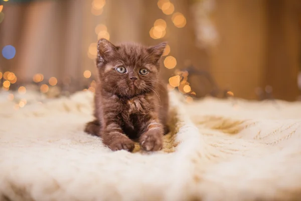 British kitten, Christmas and New Year — Stock Photo, Image