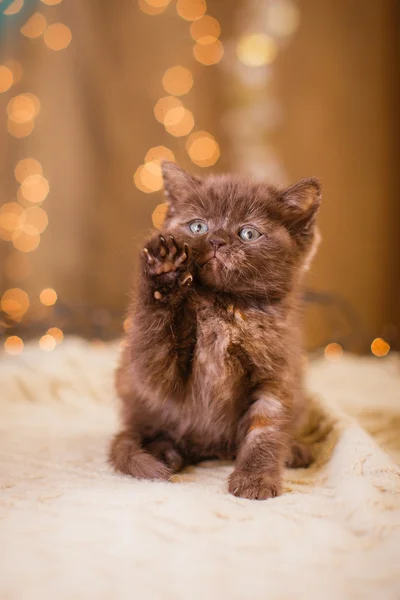 British kitten, Christmas and New Year — Stock Photo, Image