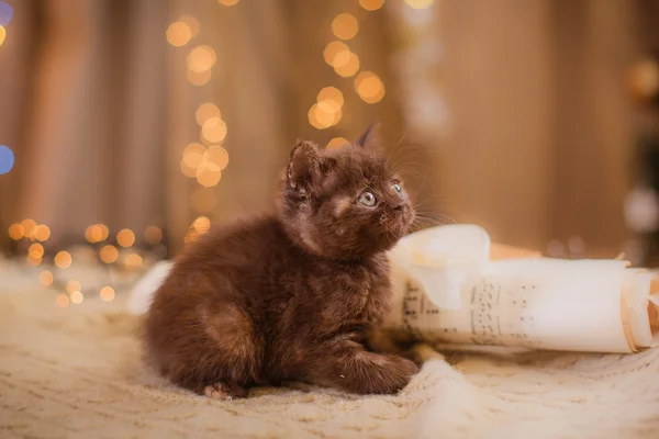 Gatito británico, Navidad y Año Nuevo — Foto de Stock