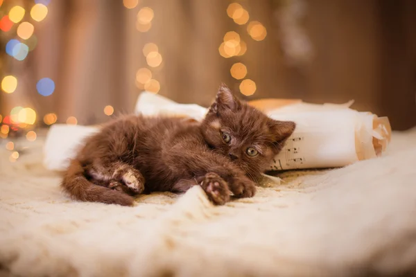 Gatito británico, Navidad y Año Nuevo — Foto de Stock