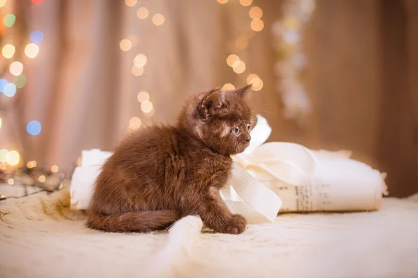 Gatinho britânico, Natal e Ano Novo — Fotografia de Stock