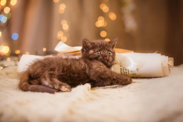 Gattino britannico, Natale e Capodanno — Foto Stock