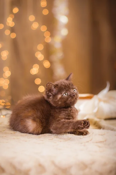 British kitten, Christmas and New Year — Stock Photo, Image