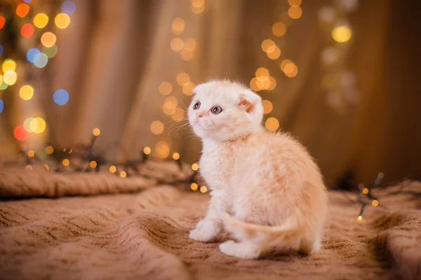 Britisches Kätzchen, Weihnachten und Neujahr — Stockfoto