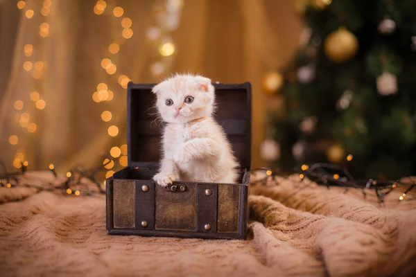 British kitten, Christmas and New Year — Stock Photo, Image