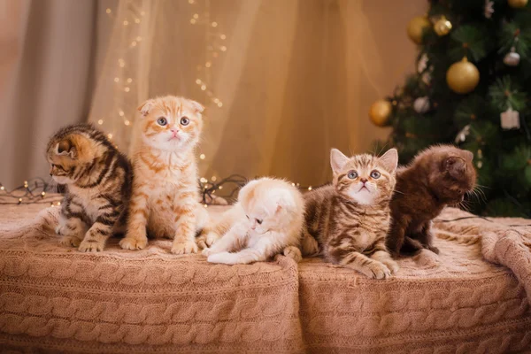 Gatinho britânico, Natal e Ano Novo — Fotografia de Stock