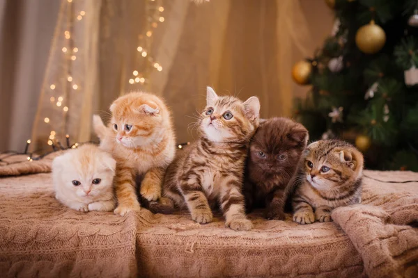 Britisches Kätzchen, Weihnachten und Neujahr — Stockfoto